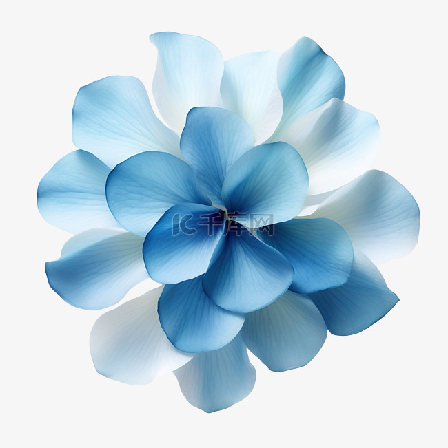 美丽的蓝色花瓣渐变