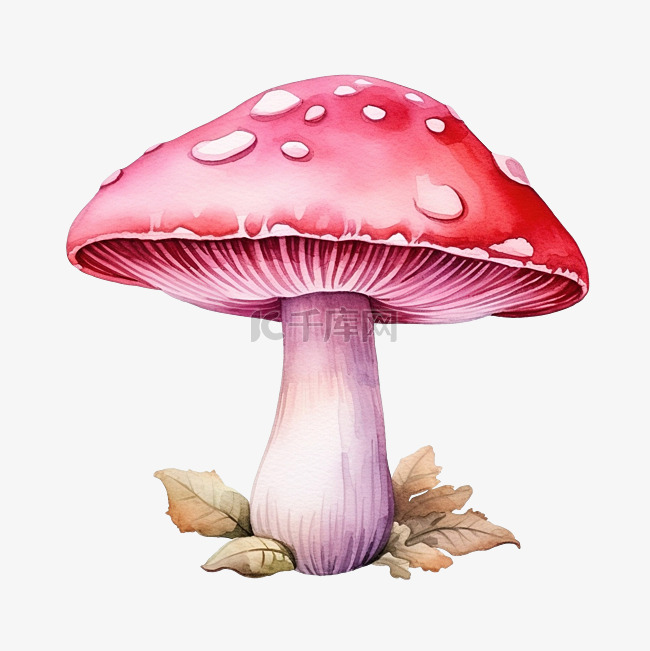 粉红色的蘑菇水彩插图