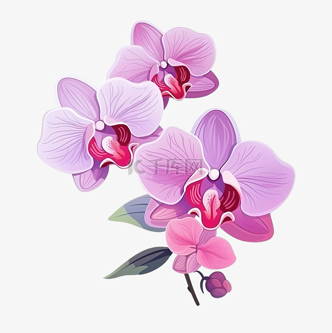 扁平风格美丽的兰花，粉红色和紫