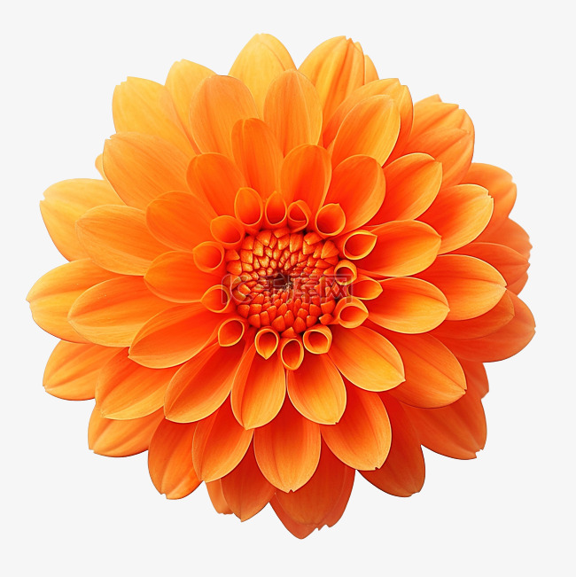 简单的橙色花