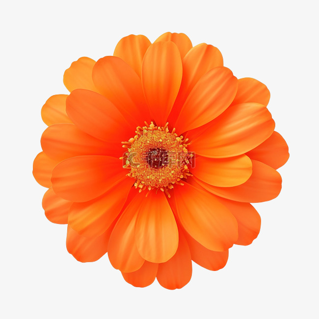 简单的橙色花