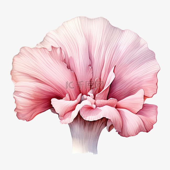 粉红色的平菇水彩插图