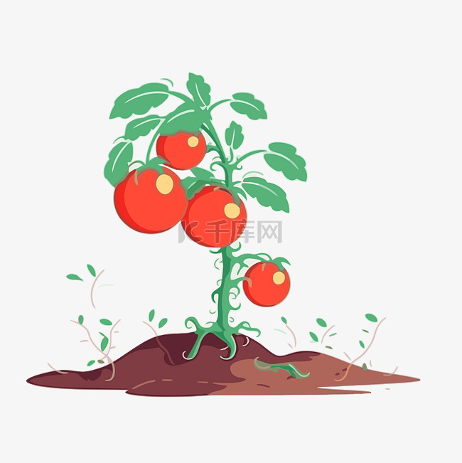 番茄植物 向量