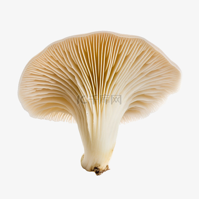 孤立的国王喇叭蘑菇