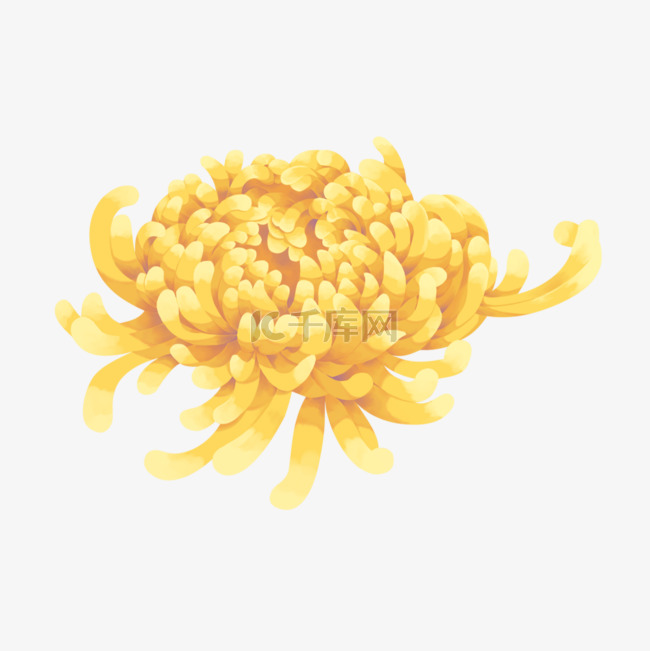 黄色一朵菊花