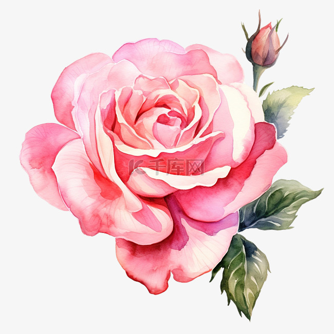 粉色英国玫瑰水彩花