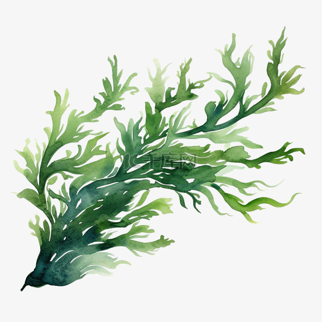 水彩海藻绿色