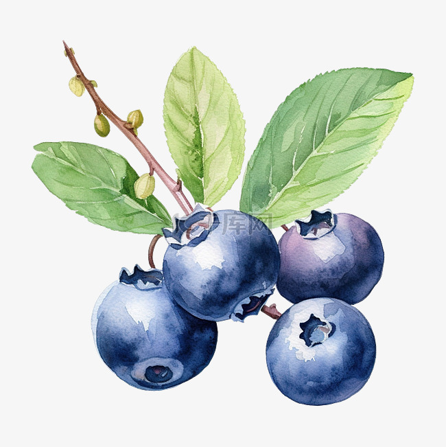 水彩画蓝莓