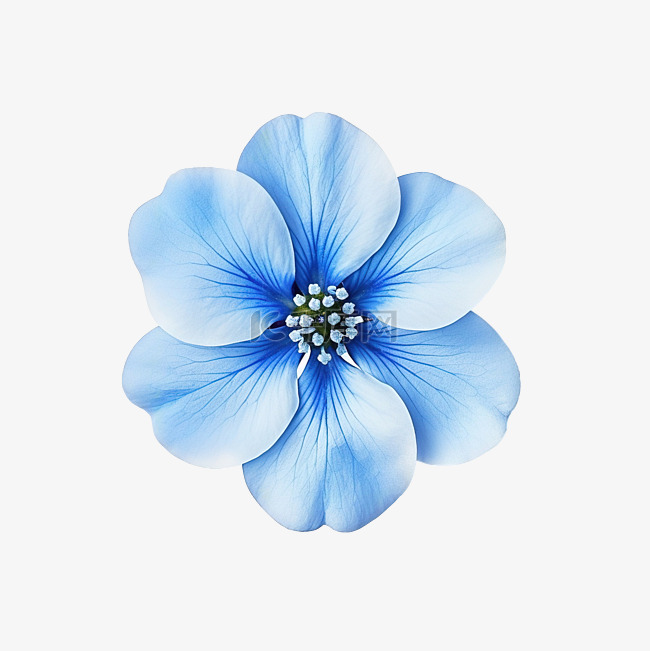 藍色的小花