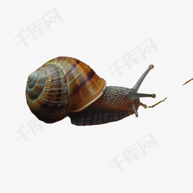 蜗牛爬虫元素立体免抠图案