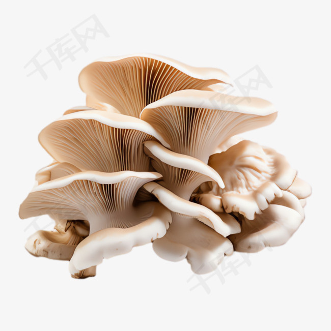 野生蘑菇元素立体免抠图案