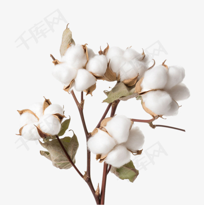 棉花植物元素立体免抠图案