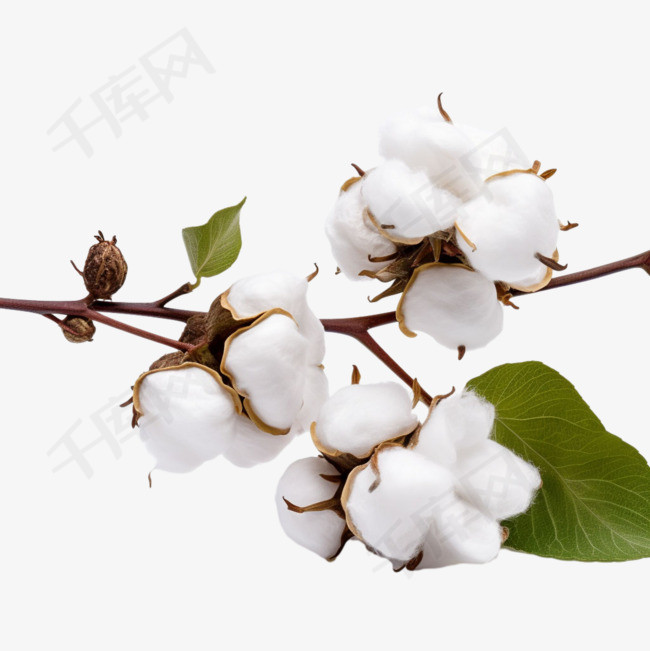 棉花植物元素立体免抠图案