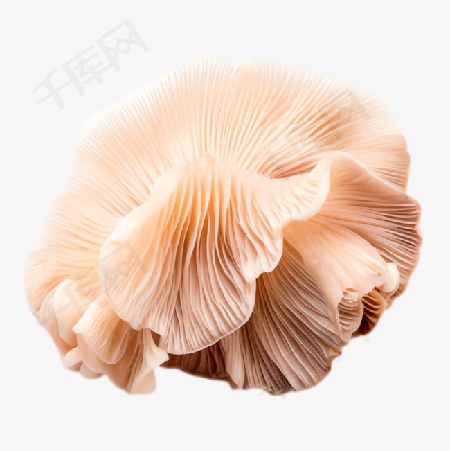 真菌菇子元素立体免抠图案