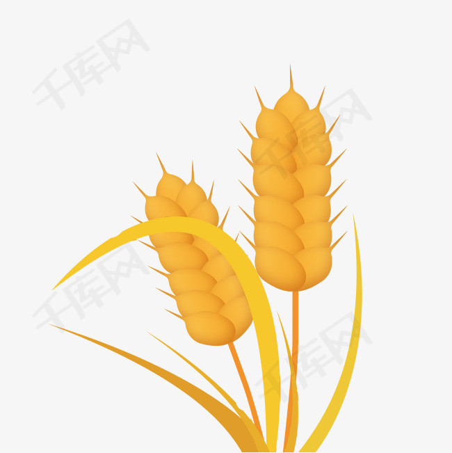 芒种麦穗金色麦子设计