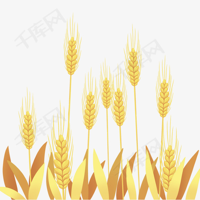芒种麦子设计