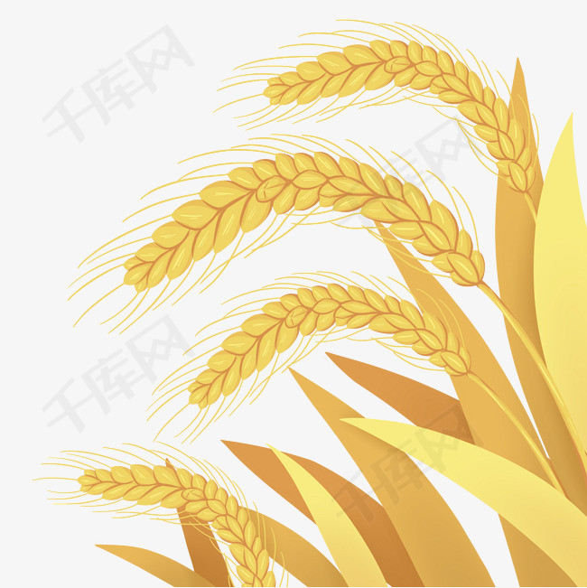 芒种麦子小麦免抠元素