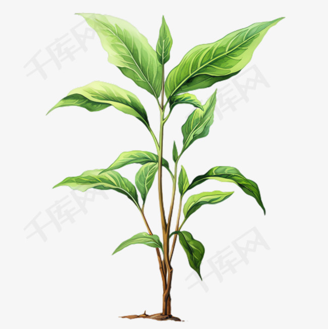 植物树叶元素立体免抠图案