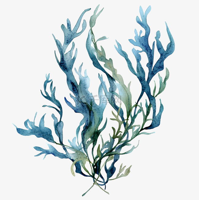 水彩海草素材图片