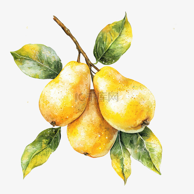成熟黄色美丽水果梨