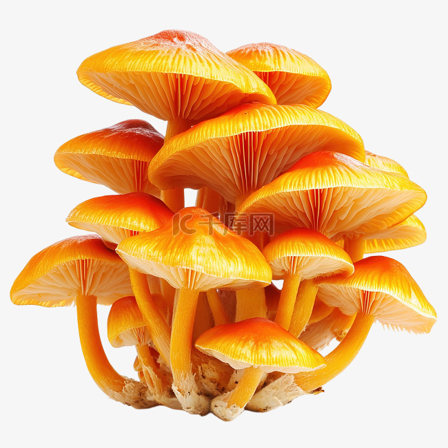 自然环境中鲜艳的橙色蘑菇