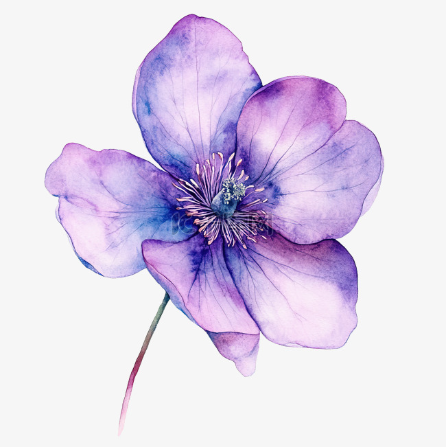美丽的紫色花水彩画
