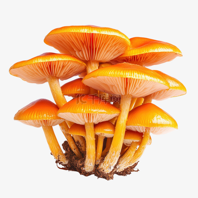 大自然中充满活力的橙色蘑菇