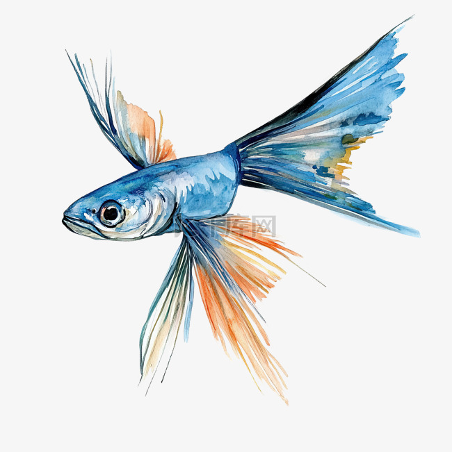飞鱼水彩画