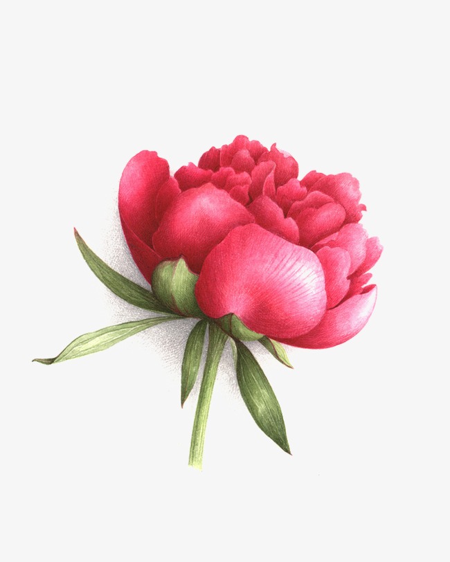 花朵边框_花朵png素材-90设计