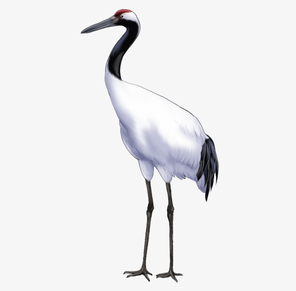 鹤矢量图_鹤png素材-90设计