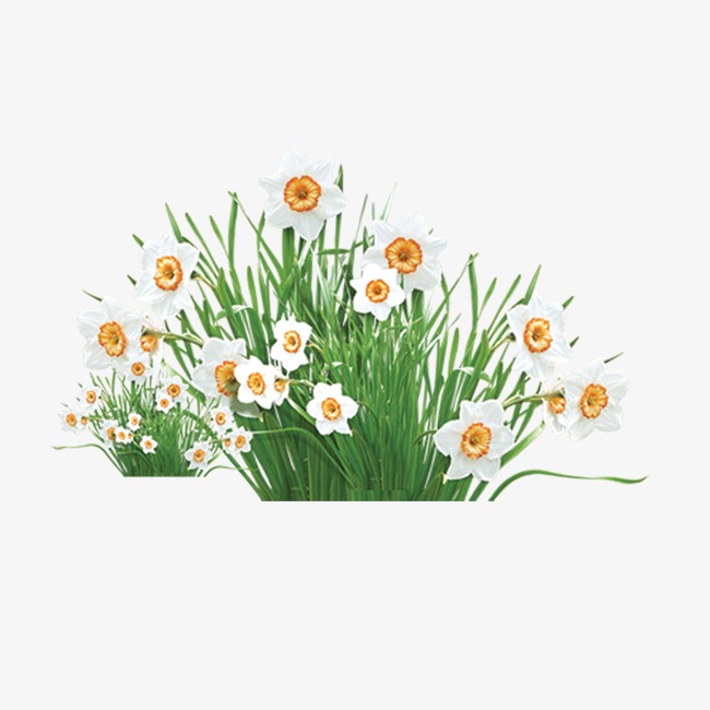 花朵花丛png素材-90设计