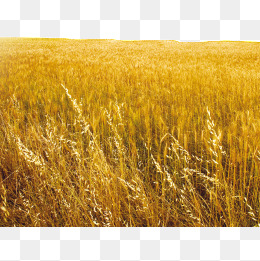 丰收季节大片麦田背景