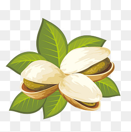 矢量美味开心果零食