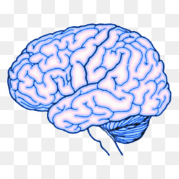 【彩绘人体器官素材】免费下载_彩绘人体器官