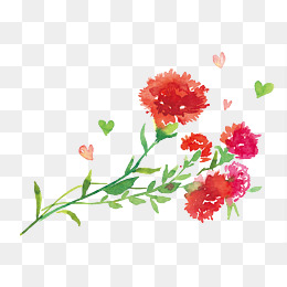 母亲节手绘水彩插画康乃馨花束
