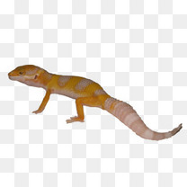 爬宠蜥蜴变色龙掌心宠物冷血动物家养活体