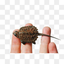 爬宠蜥蜴变色龙掌心宠物冷血动物家养活体