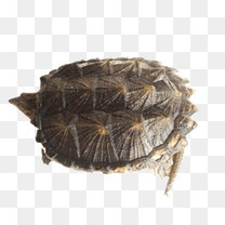 爬宠蜥蜴变色龙掌心宠物冷血动物家养活体