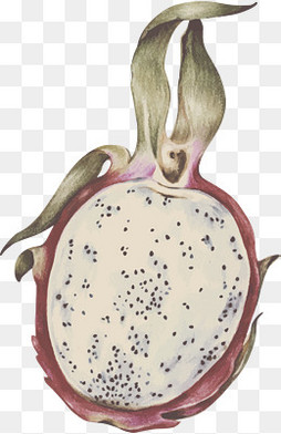 【龙果手绘素材】免费下载_龙果手绘图片大全