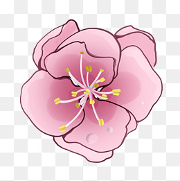 一朵粉嘟嘟的桃花插图