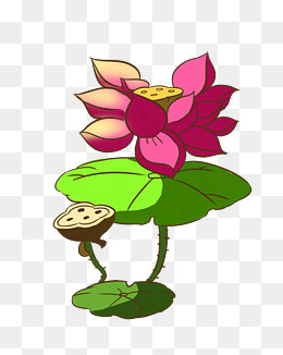 中国风荷花荷叶插画