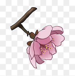 一朵盛开的桃花插画