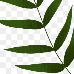 绿色的植物叶子免抠图