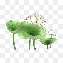 美丽的白色荷花插画
