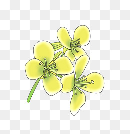 盛开的卡通油菜花
