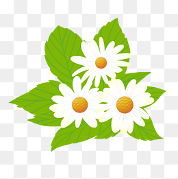 白色的菊花免抠素材