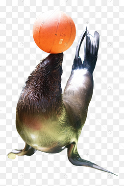 玩球海豹
