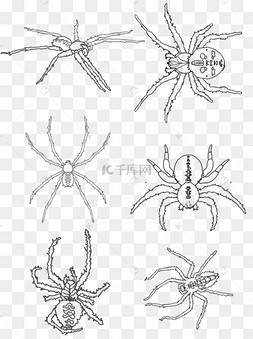 手绘万圣节蜘蛛矢量黑白线描蜘蛛