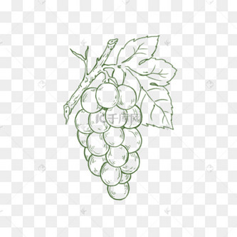 枝干可爱葡萄简笔画