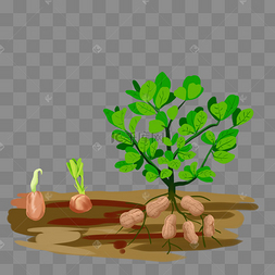 花生种子生长过程